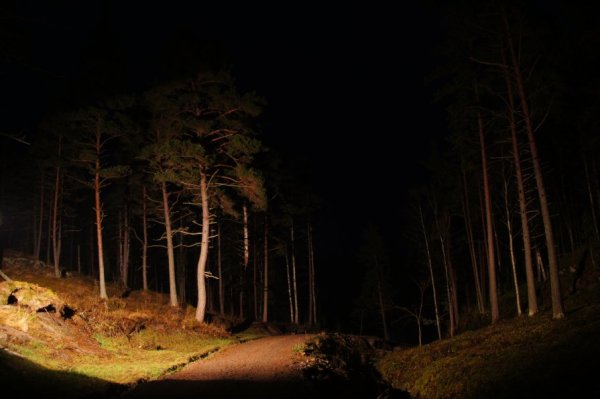 Ночной лес Россия