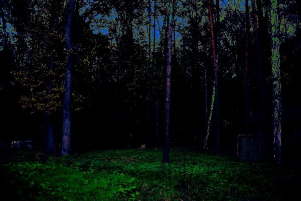 Лес в лесу ночью