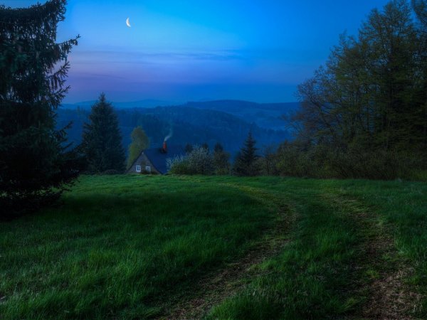 Летняя ночь в лесу