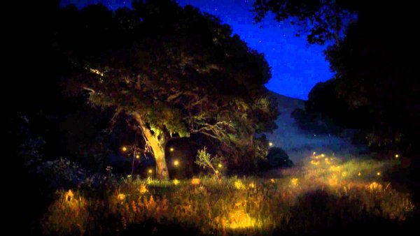 Куала Лумпур светлячки