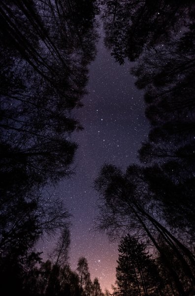 «Ночь в лесу»