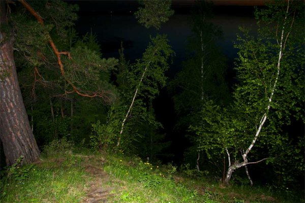 Лес ночью летом