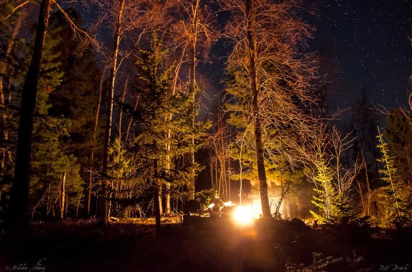 Тайга вечером