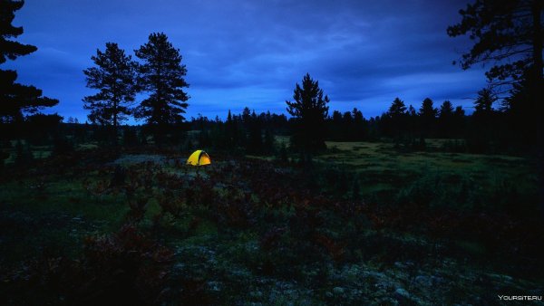 «Ночь в лесу»