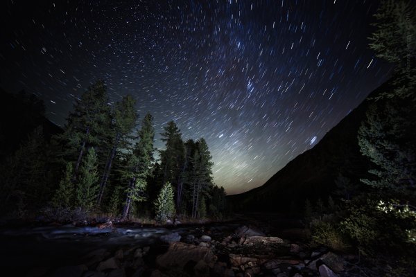 Ночное небо в лесу