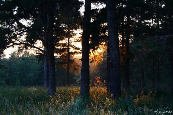 Ночной лес летом