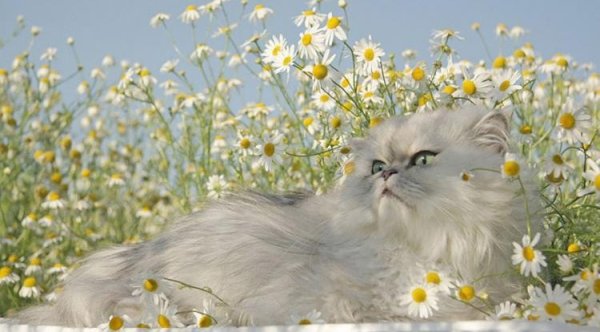 Смешные котики с ромашкой