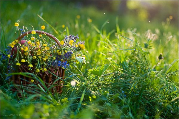 Июнь лето трава