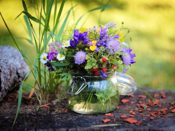 Полевые цветы