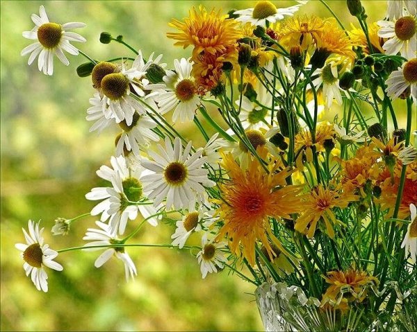 Ромашки и одуванчики