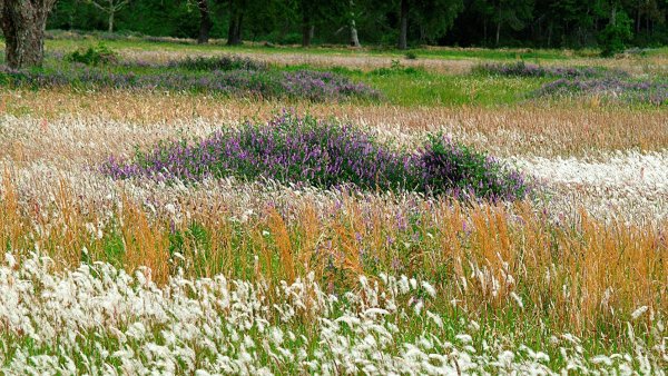 Разнотравно-злаковые Луга