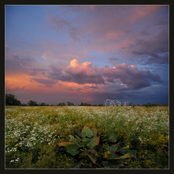 Ранний летний вечер
