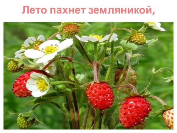 Стихотворение лето пахнет земляникой