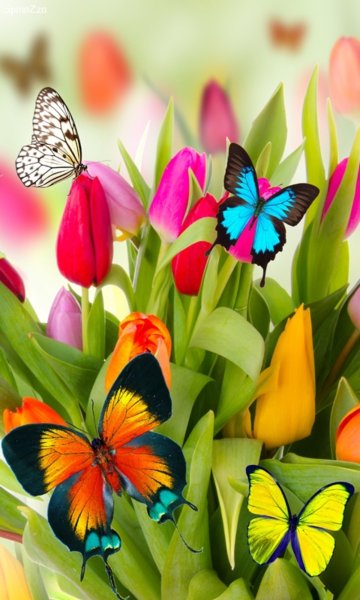 Красивые яркие цветы