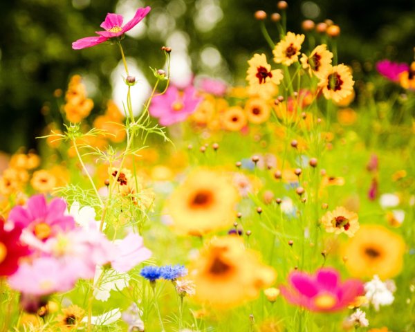 Летнее настроение