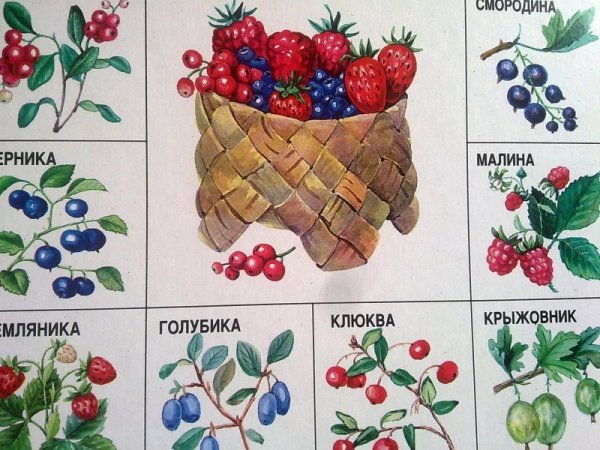 Ягоды Лесные и садовые