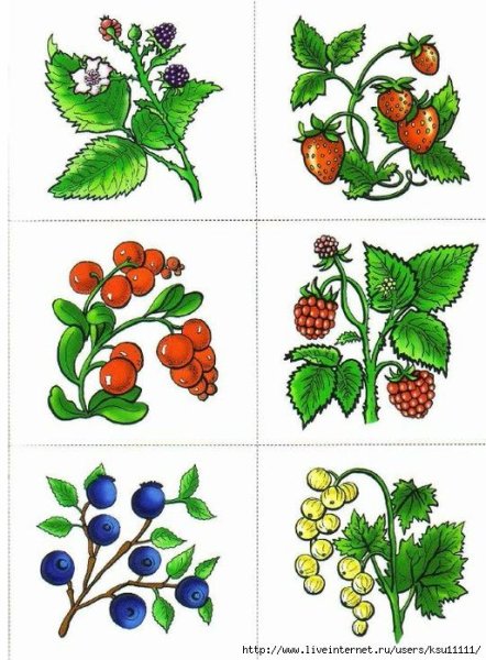 Развивающее занятие ягоды