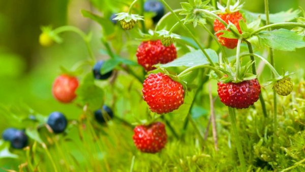 Клубника фон