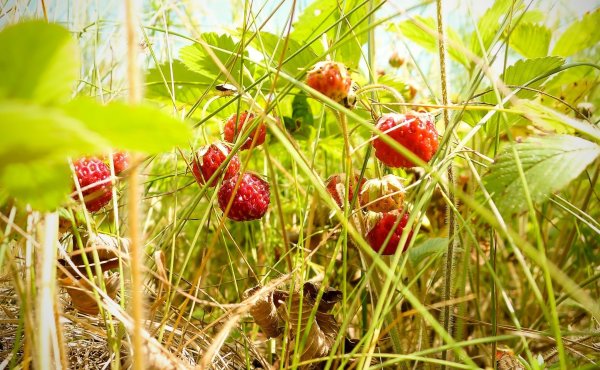 Изучение ягод для дошкольников