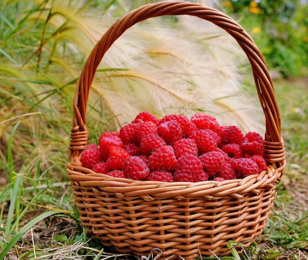 Ягоды для дошкольников