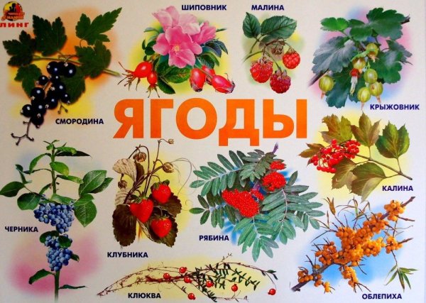 Дети собирают ягоды