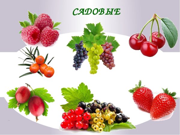 Клубника и малина вектор