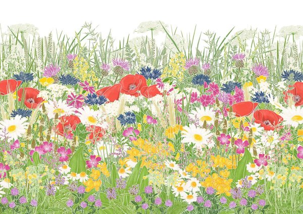 Луг иллюстрация