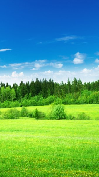 Река в лесу