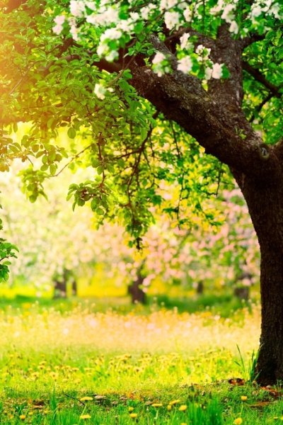 Лето вертикальные