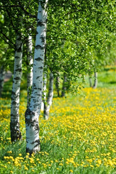 Зеленый пейзаж