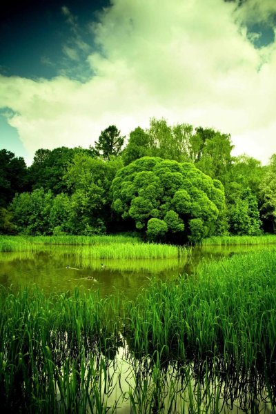 Пейзаж береза Березовая роща озеро