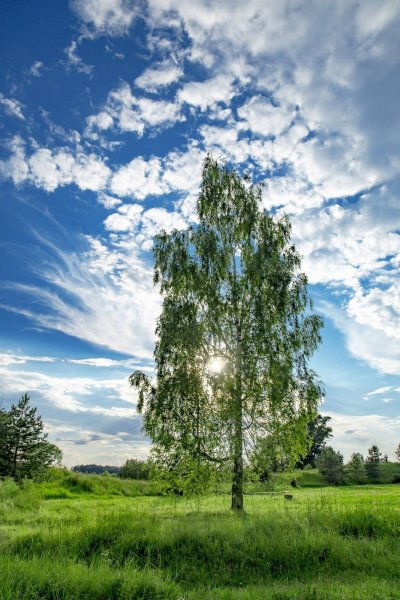 Лужайка с озером