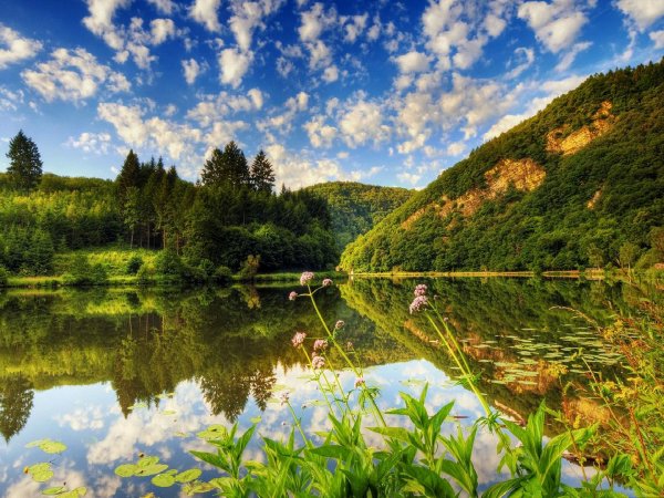 Тропинка в лесу