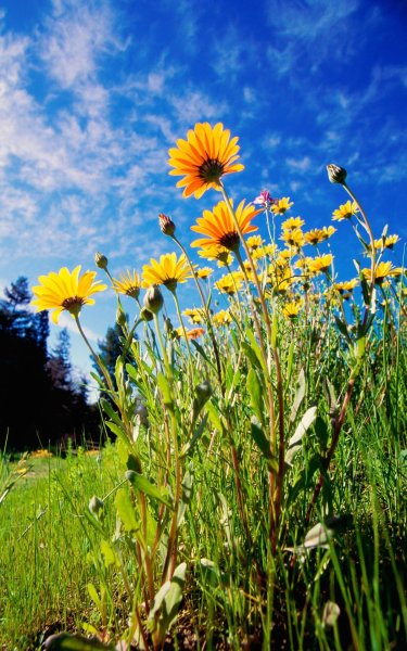 Русская природа