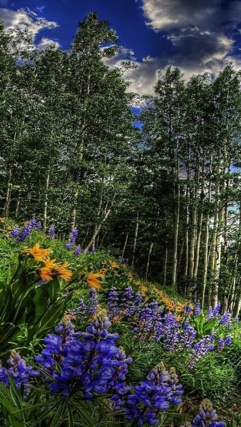 Березовый лес