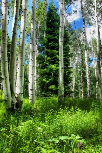 Самые красивые леса