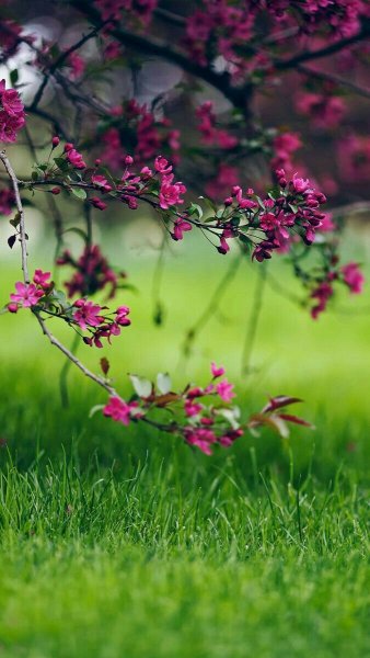 Лето деревья