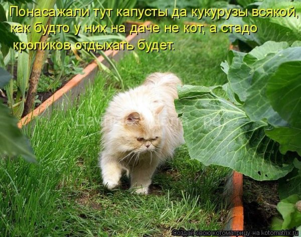 Приколы про огород картинки