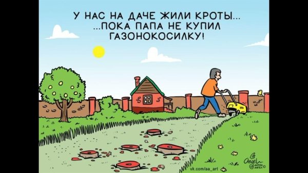 Кот на даче летом