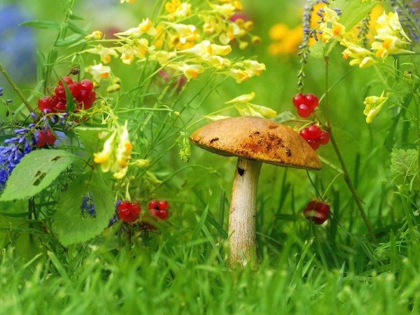 Яркое солнце природа