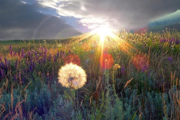 Лето август природа