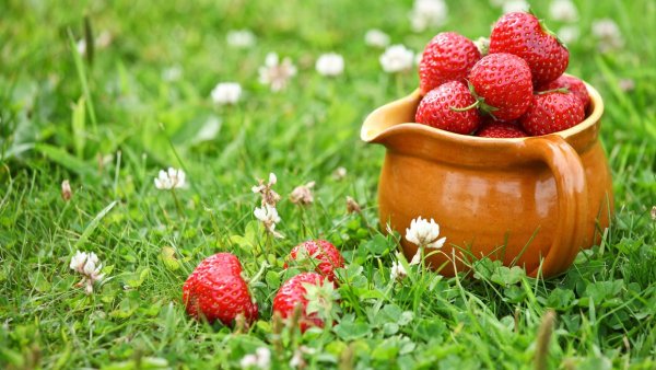 Картинки на рабочий стол ромашки