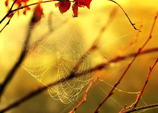 Осенние паутинки в воздухе
