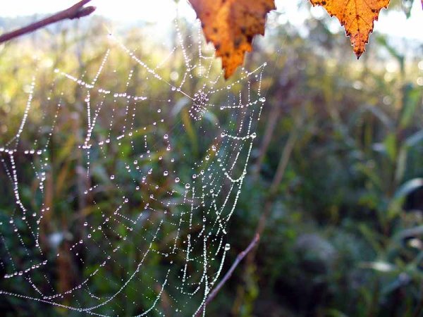 Паутинка бабьего лета содержание