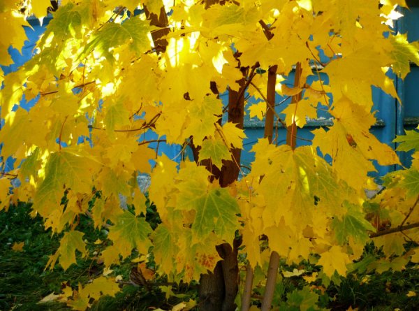 Дмитрий Борисович Кедрин портрет