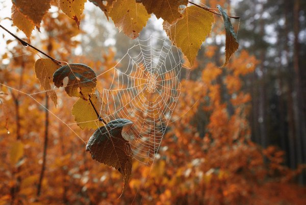 Сентябрь иллюстрация