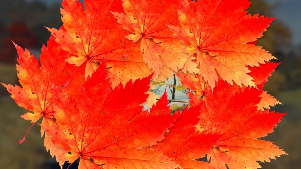 Осенние афоризмы красивые