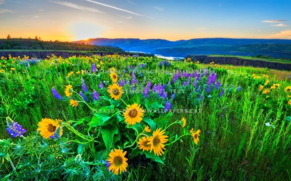 Луговые цветы