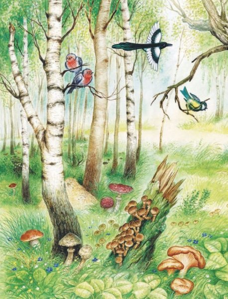 Экскурсия в лес