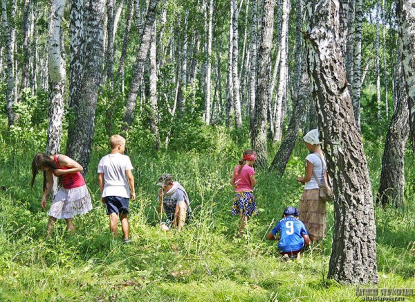 Сказочный лес